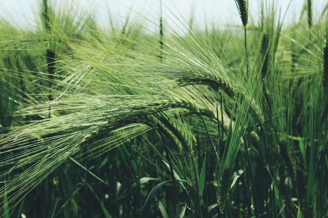 gluten